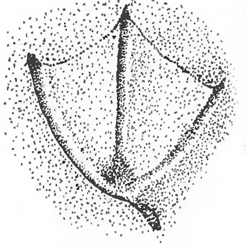 Гадание на гусиной лапе. Следы кряквы. Следы утки. Следы гуся. Отпечаток лапы гуся.