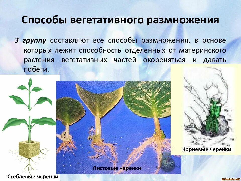 Культура тканей растений 6 класс. Что такое вегетативное размножение?. Метод вегетативного размножения растений. Вегетативное размножение древесных растений. 1.