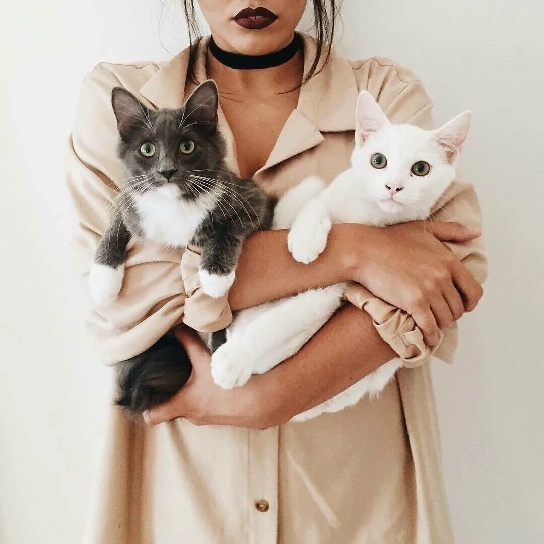 Котики и люди