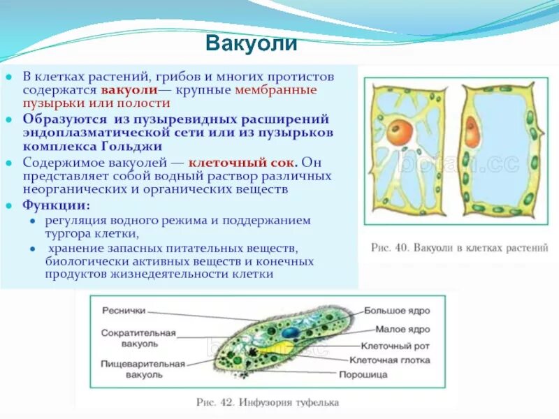2 какие функции выполняет клетка. Функции вакуолей в растительной клетке. строение и функции вакуолей растительных клеток. функции центральной вакуоли в растительной клетке. функции большой вакуоли у клеток растений.