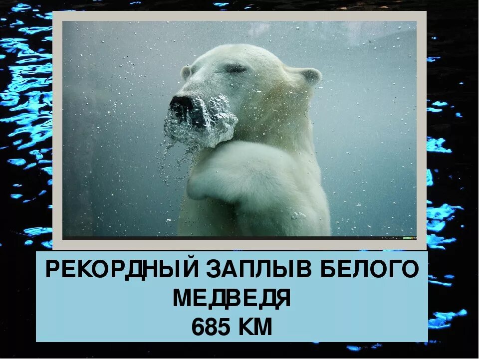 Скорость белого медведя. Белый медведь скорость бега. Скорость плавания белого медведя. Скорость бега медведя. Максимальная скорость белого медведя