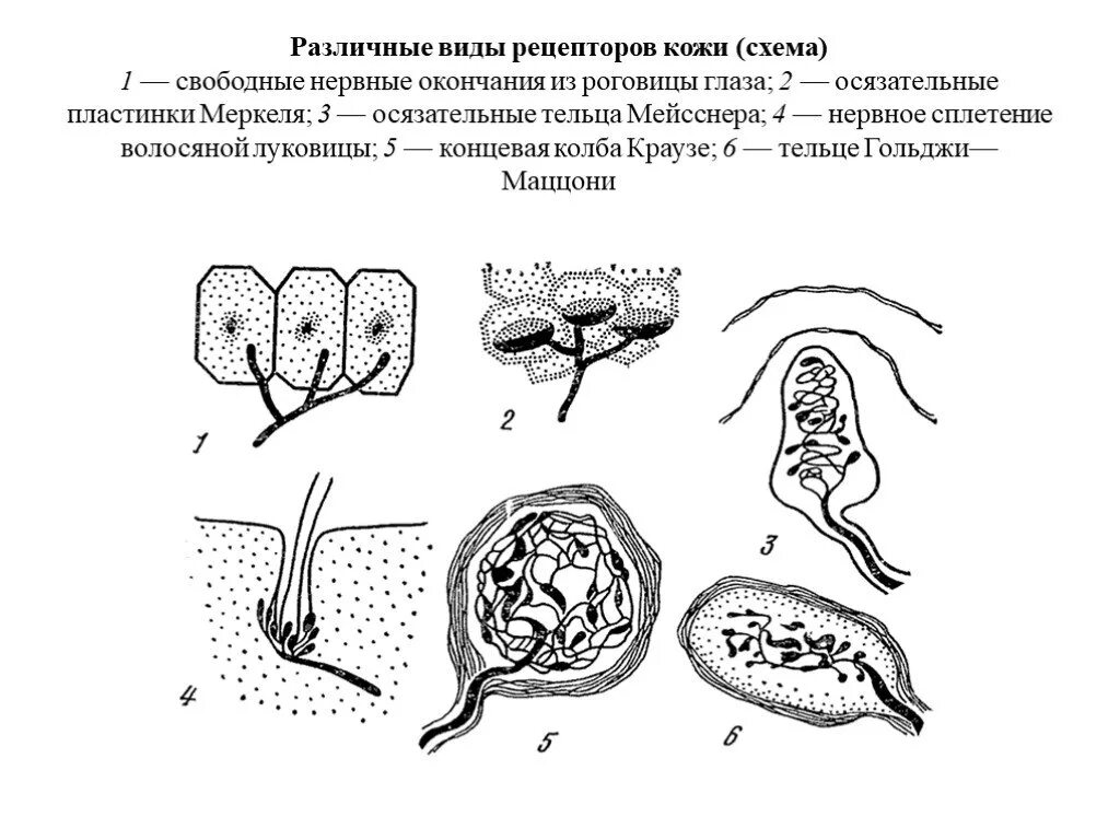 Схема классификации рецепторов кожи. Строение неинкапсулированных рецепторов. Рецепторы кожи схема. Типы рецепторных нервных окончаний.