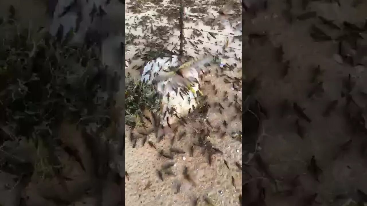 саранча дзен последнее видео. саранча блоггер. саранча дзен последнее видео. броненосная саранча. люба саранча.