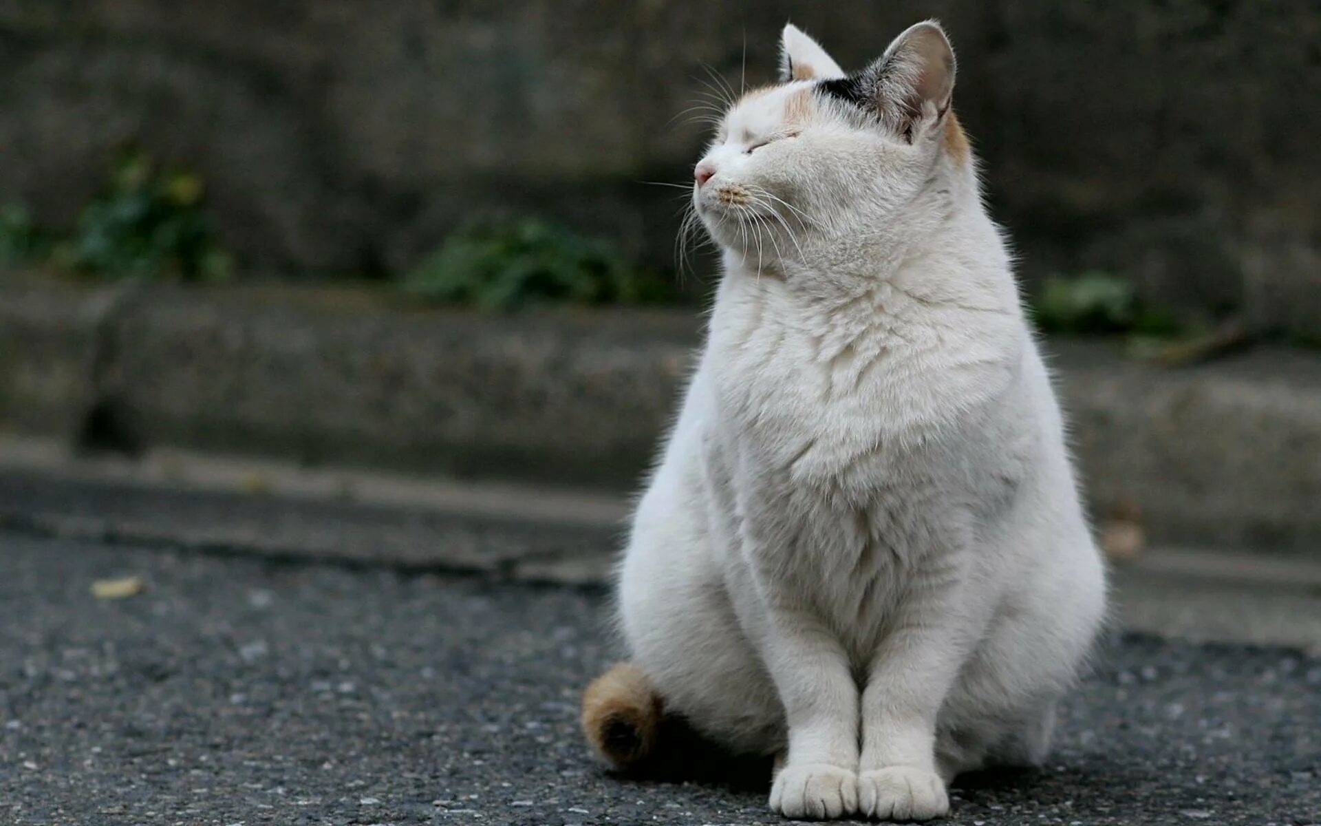 Толще белая. Обиженный котик. Кошка сидит. Гордый кот. Белые уличные коты.