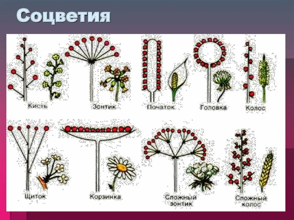 Контрольная биология 6 класс соцветия. Соцветия 5 класс биология. Растения с разными соцветиями. Соцветие кисть. Типы соцветия растений.