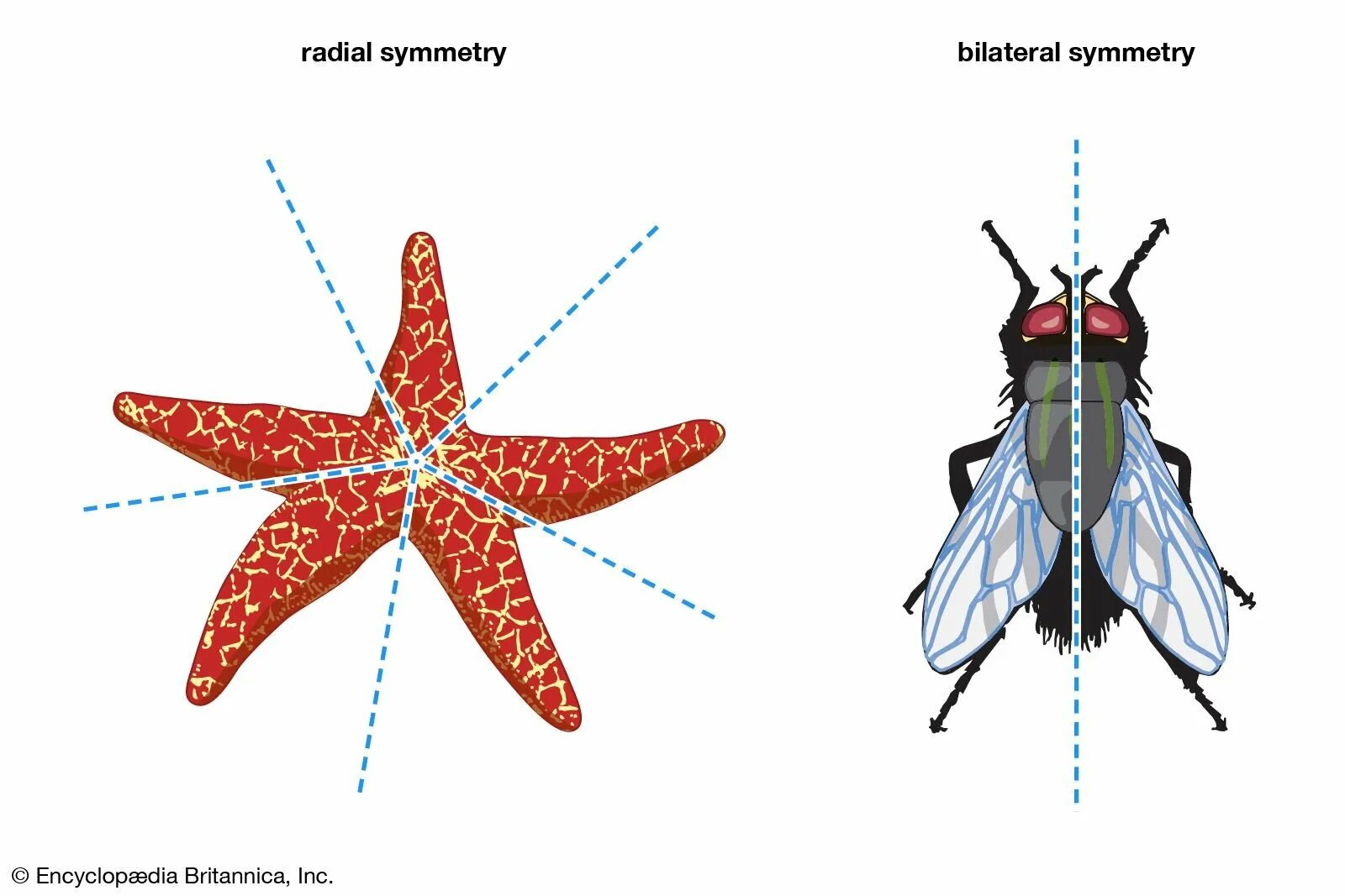 Тип симметрии животного радиальную. Пятилучевая симметрия иглокожих. Двусторонняя симметрия у животных. Лучевая и двусторонняя симметрия. Билатеральная и радиальная симметрия.