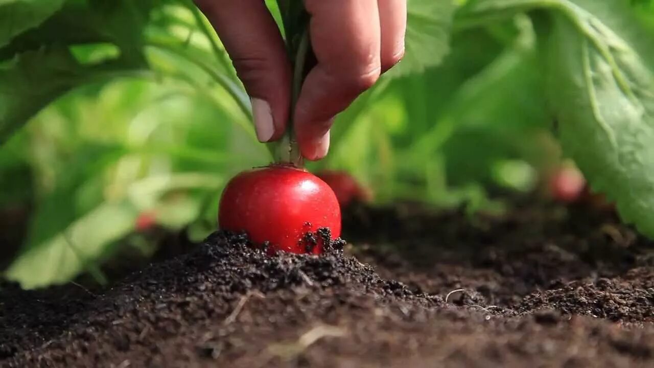 Как посадить редиску в открытый грунт. Редис на грядке. Редис в открытом грунте. Посев редиса. Полив редиса.