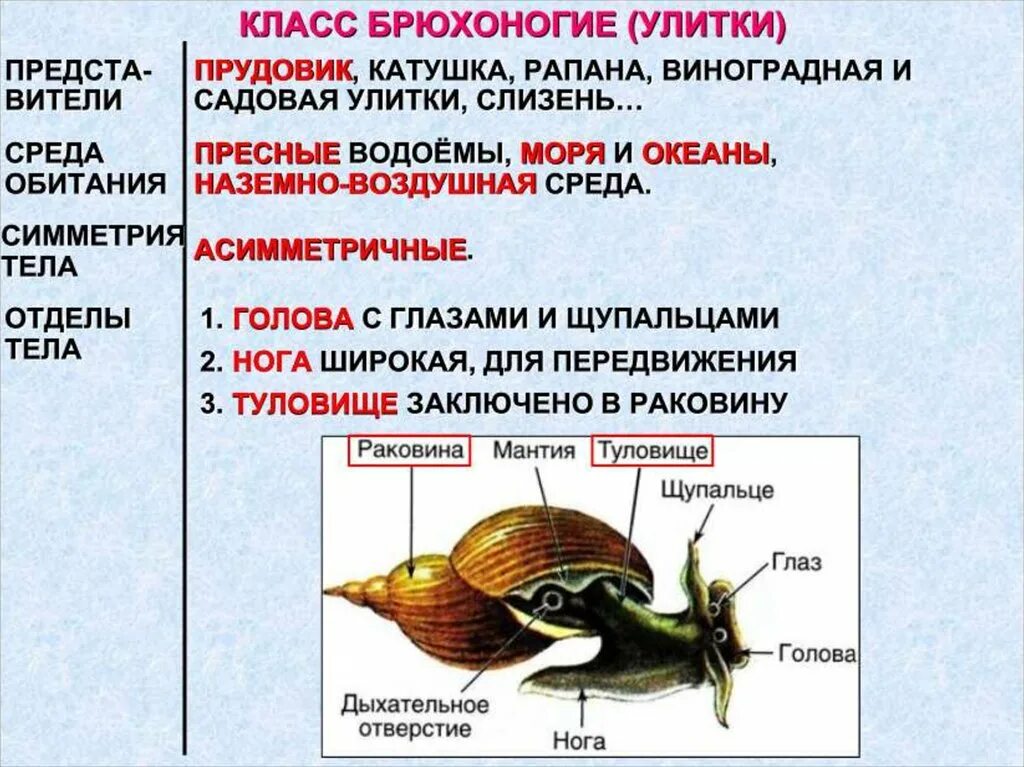 Улитка прудовик. Брюхоногие моллюски моллюски. Опорно двигательная система моллюсков класса брюхоногие. Выделительная система прудовика обыкновенного. Признаки характерные для прудовика