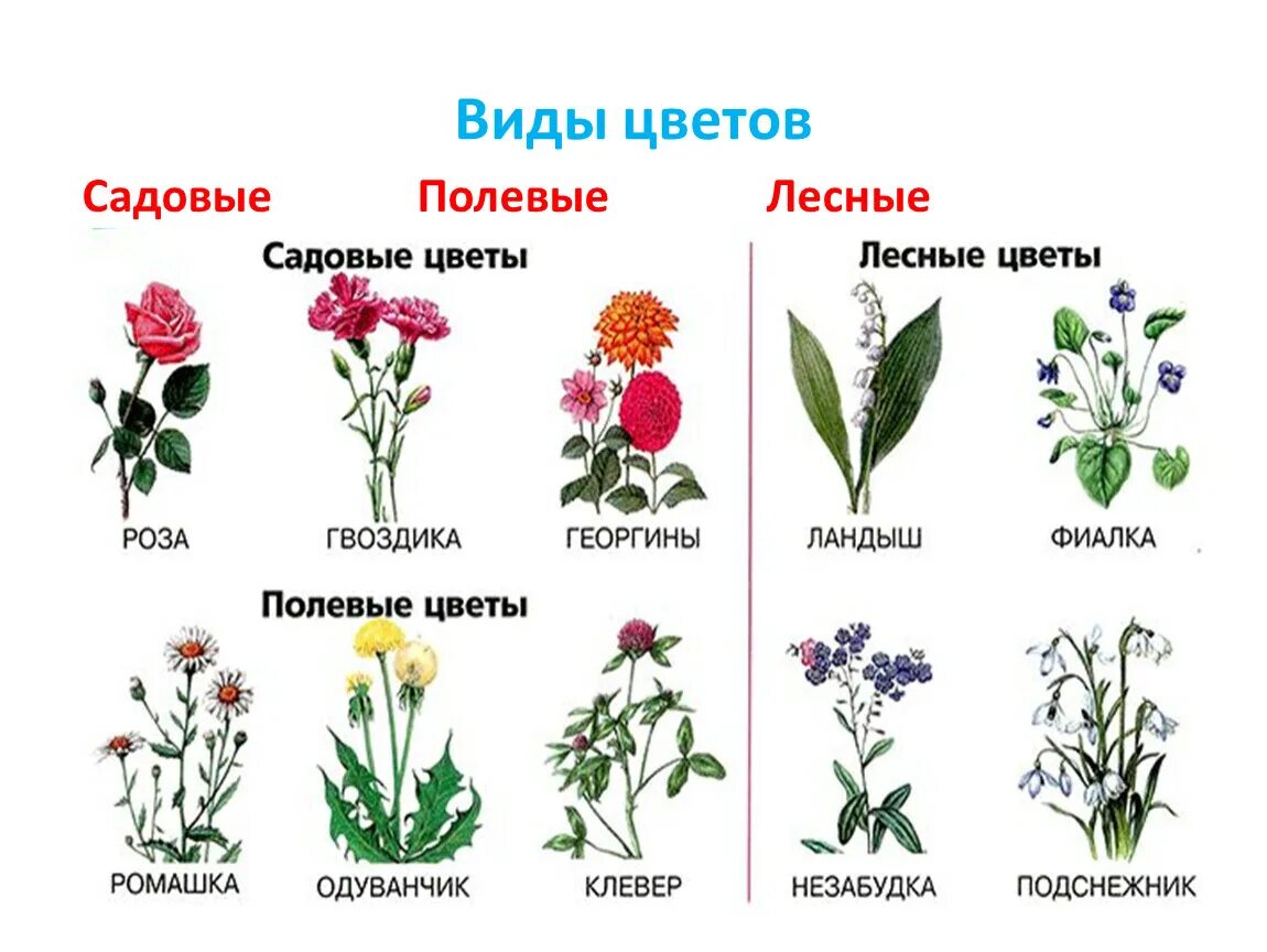 Названия цветов полевых и садовых. Названия цветов для дошкольников. Цветы названия для дошкольников. Садовые и полевые цветы для детей.