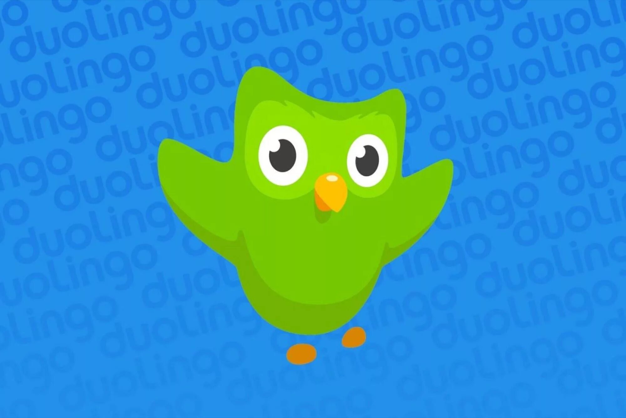 Https duolingo com. Duolingo. Dino Lingo. Дуолинго фото. Дуолинго иконка.