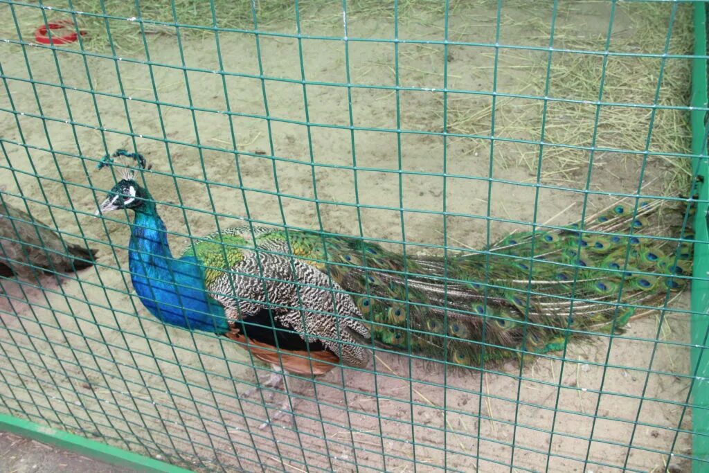 Сызрань птицья дача. Птичья дача. Птичья дача сызрань. Сызрань зоопарк. Зоопарк сызрань птичья дача.