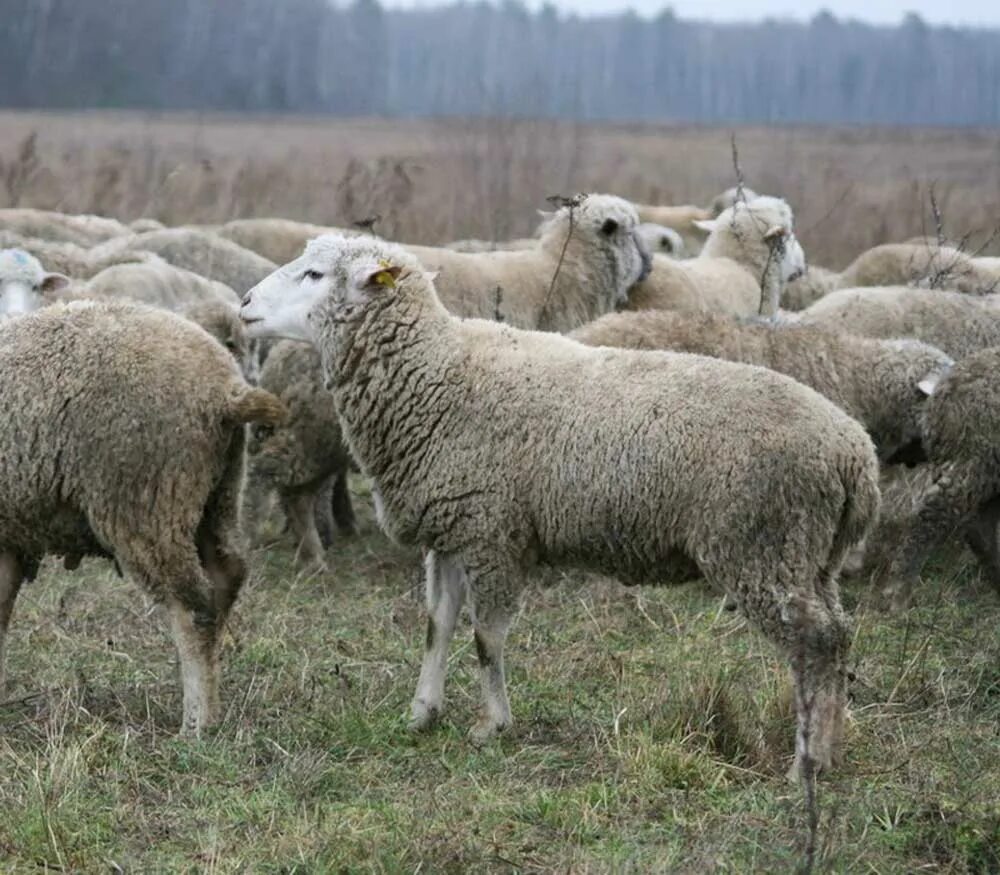 Авито породы овец. Цигайская порода овец. Тянь Шаньская порода овец. Овцеводство цигайская порода. Овцы цигайская порода породы.