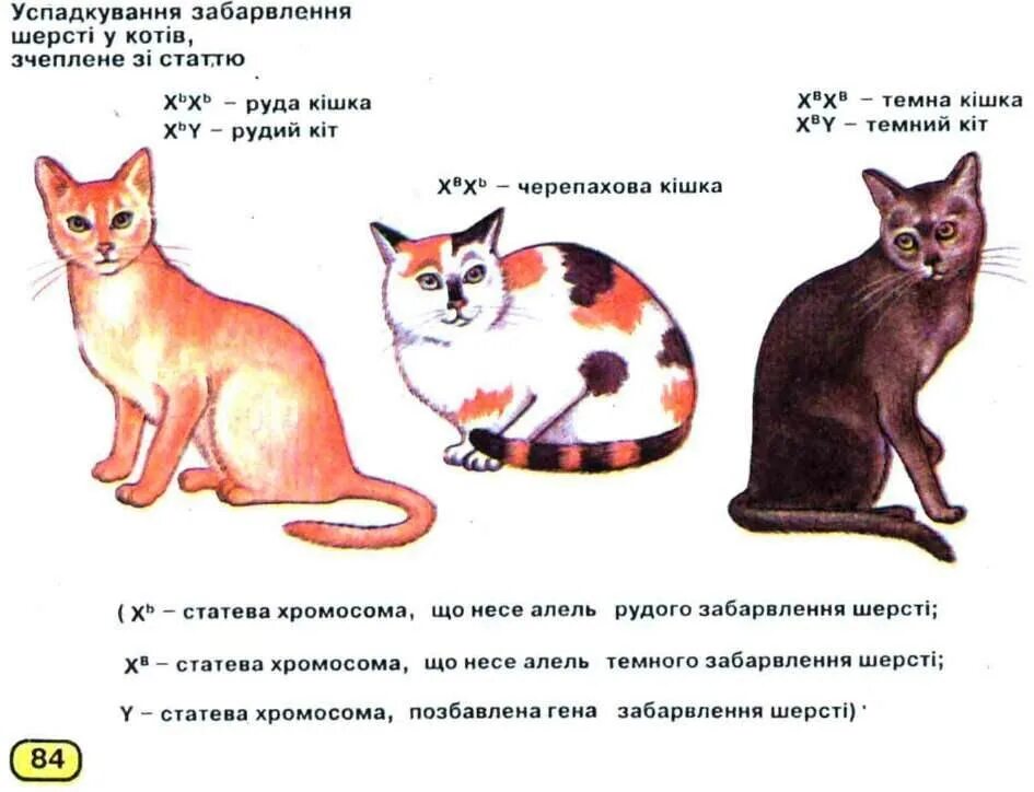 Сколько хромосом у кошки. Хромосомы кошки. Хромосомный набор кошки. Черепаховая окраска кошек генетика. Ген короткой шерсти а у кошек доминирует
