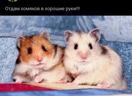 Как получить много хомяк