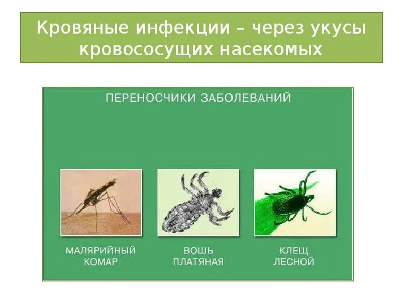 Инфекции передающиеся через укусы кровососущих насекомых. Насекомые переносчики инфекционных болезней. Переносчики трансмиссивных заболеваний. Трансмиссивные инфекционные заболевания. Трансмиссивные природные заболевания