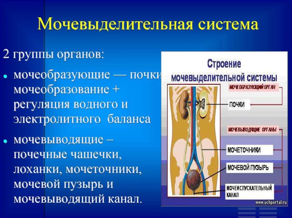 Органы входящие в выделительную систему человека. Органы выделительной системы мочевой пузырь. Мочевая выделительная система. Строение выделительной системы строение почки. Строение мочеиспускательной системы.