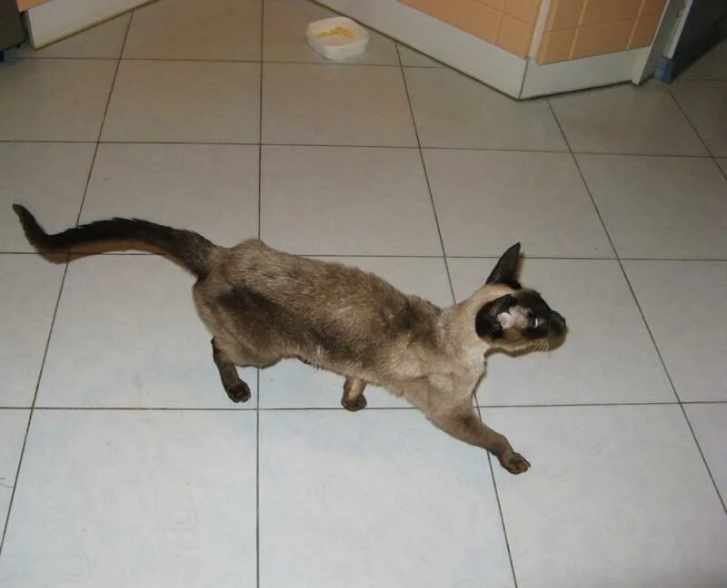 Худая кошка. Сиамский кот худой. Сиамская кошка линяет или нет.