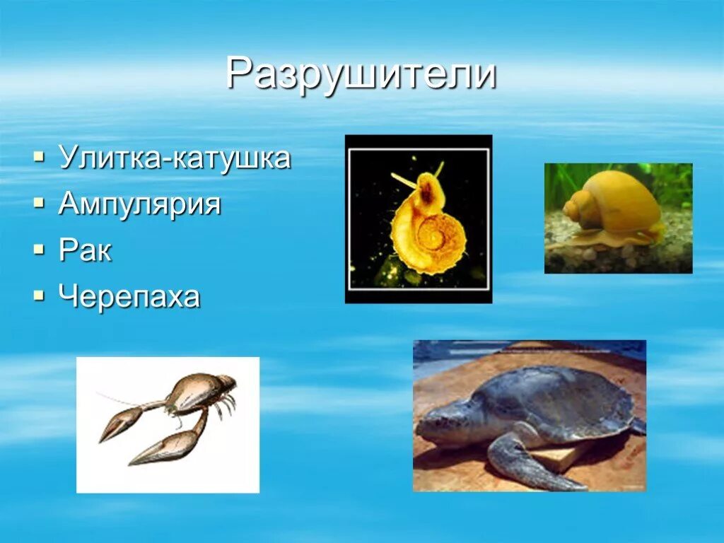 Аквариум потребители Разрушители производители. Разрушители мусорщики в аквариуме. Экосистема аквариума обитатели. Производители экосистемы аквариума.