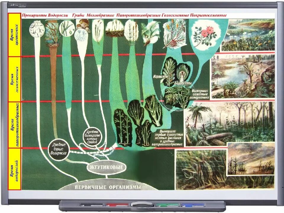 Этапы эволюции растений водоросли. Эволюция растений от водорослей до цветковых. Последовательность появления групп организмов