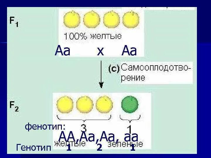 Фенотип АА. АА по генотипу. АА И АА фенотип. АА Х АА скрещивание.