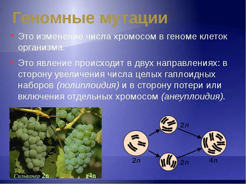 Геномные мутации. Полиплоидные геномные мутации. Геномные мутации это в биологии. Геномные мутации презентация. Изменение количества генов