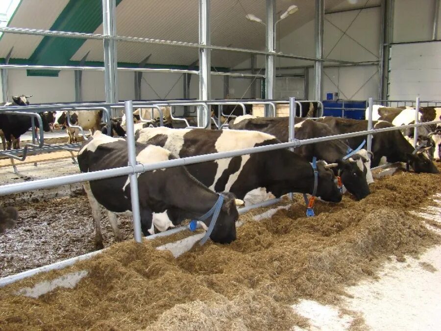 крестьянское фермерское хозяйство. ферма кфх. информация о фермерском хозяйстве. фермеры кфх. информация о фермерском хозяйстве.