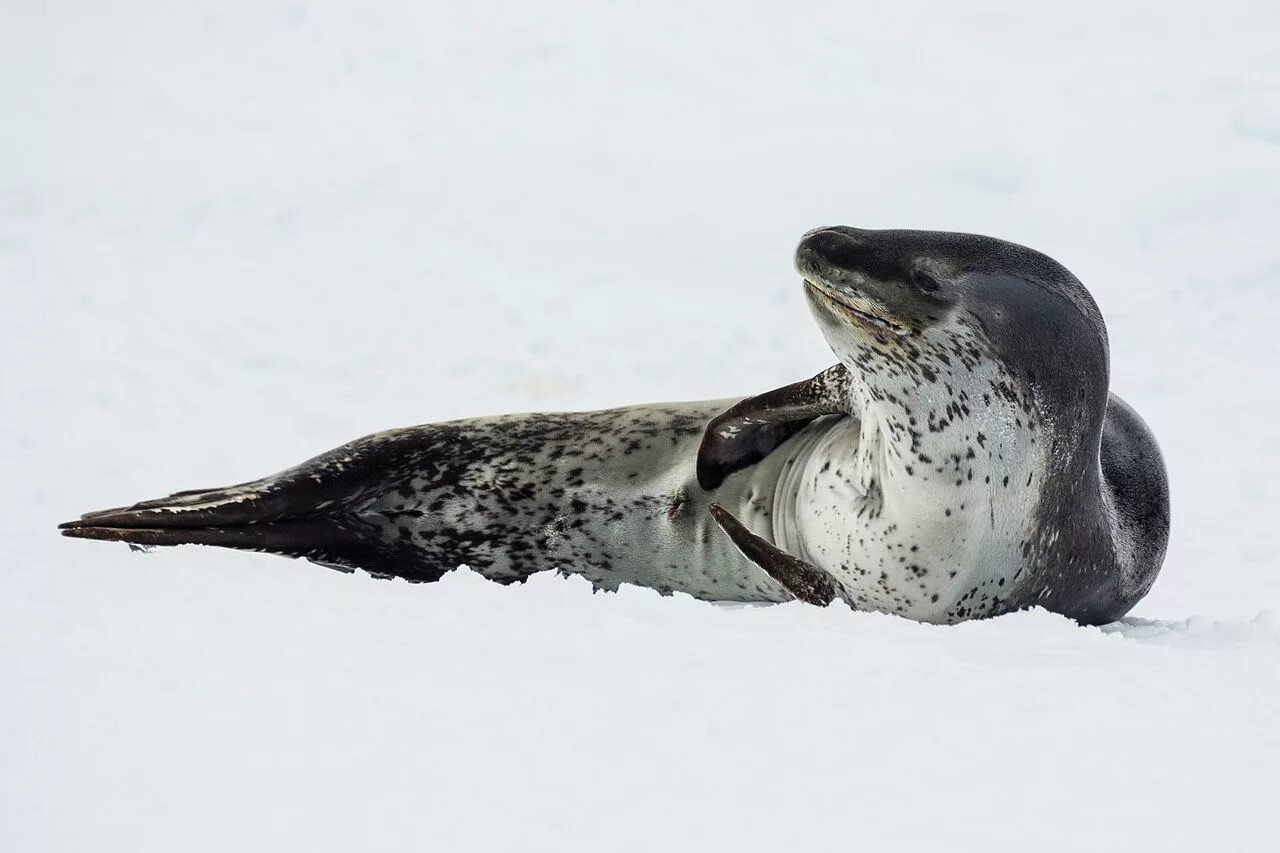 Фото морского леопарда. Морской леопард Hydrurga leptonyx. Кирсти Браун морской леопард. Антарктида тюлень морской леопард. Морской леопард и Касатка.