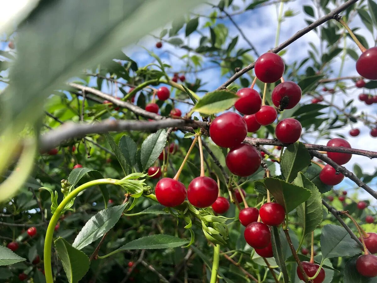 Созревшая вишня в саду любительские фото россия. Вишня шакировская. Вишня сорт " максимовская ". Созрела вишня в саду. Созрела вишня в саду.