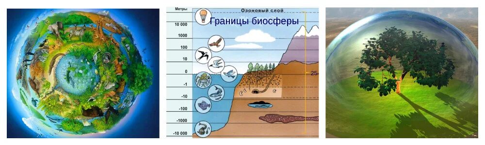 Тест биосфера 6 класс полярная звезда. Биосфера земли. Биосфера тест. Фото биосферы земли. Задания по географии 6 кл Биосфера.