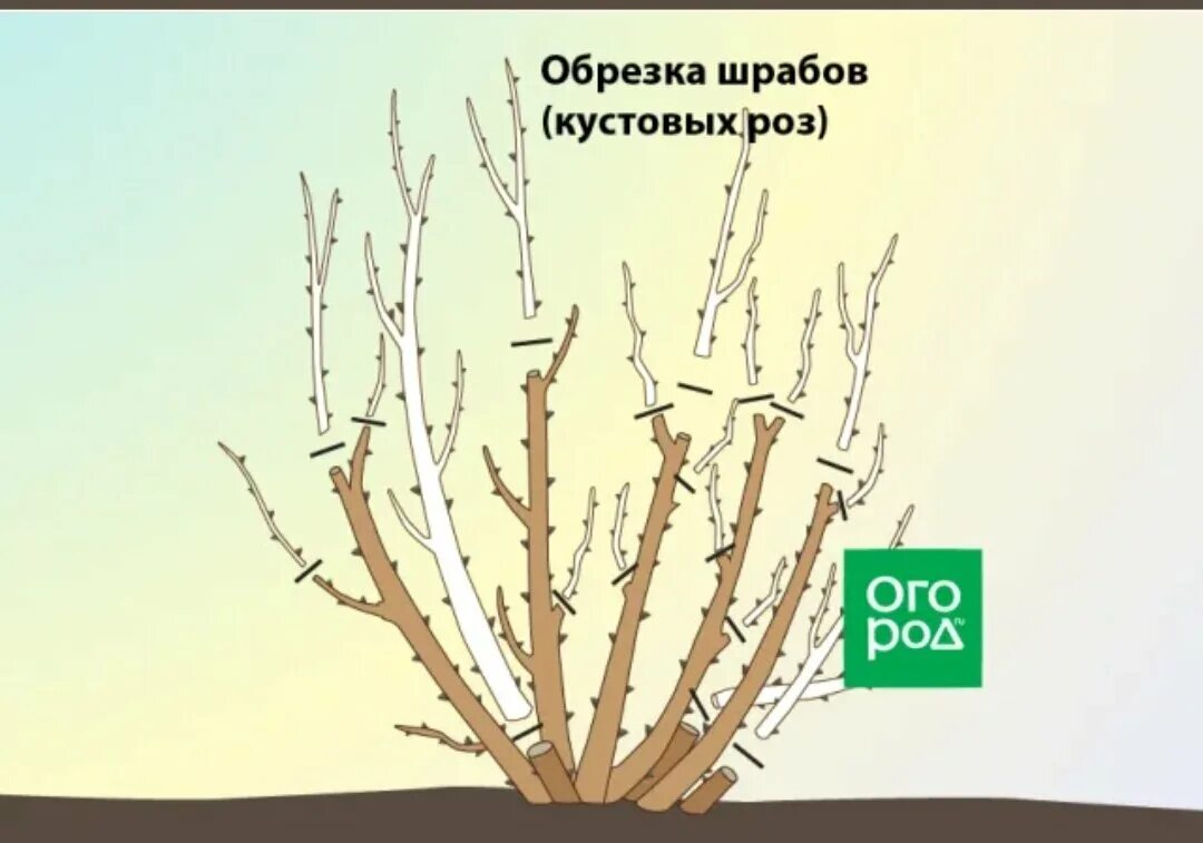 Когда надо обрезать розы. Обрезка шрабов роз весной. Схема обрезки шрабов роз. Обрезка розы шраб весной. Обрезка роз шрабы.