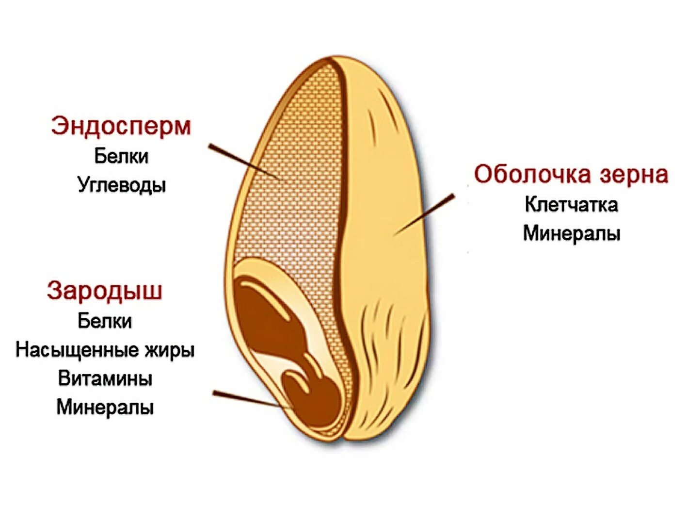 Какое строение семени пшеницы. Состав зерна эндосперм. Структура эндосперм зерна пшеницы. Строения семя пшеницы что такое эндосперм. Строение зерна пшеницы зерновки.