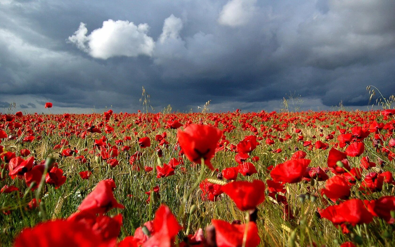 Где находится маковое поле. Маковые поля Франции. Remembrance Day Маковое поле. «Маки (поле маков)», 1873 год.. Лукас Маковое поле.