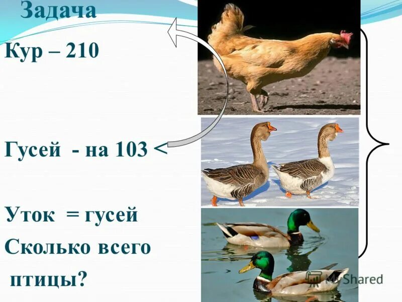 Какой вес утки. Задача про гусей. Сколько всего уток. Задание про уток. Гуси куры утки.