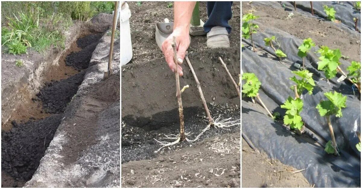 Сажаем виноград весной саженцами в открытый грунт. Посадка черенков винограда осенью. Виноград Подзимняя посадка. Посадочная яма для винограда. Виноград высадка черенков весной.