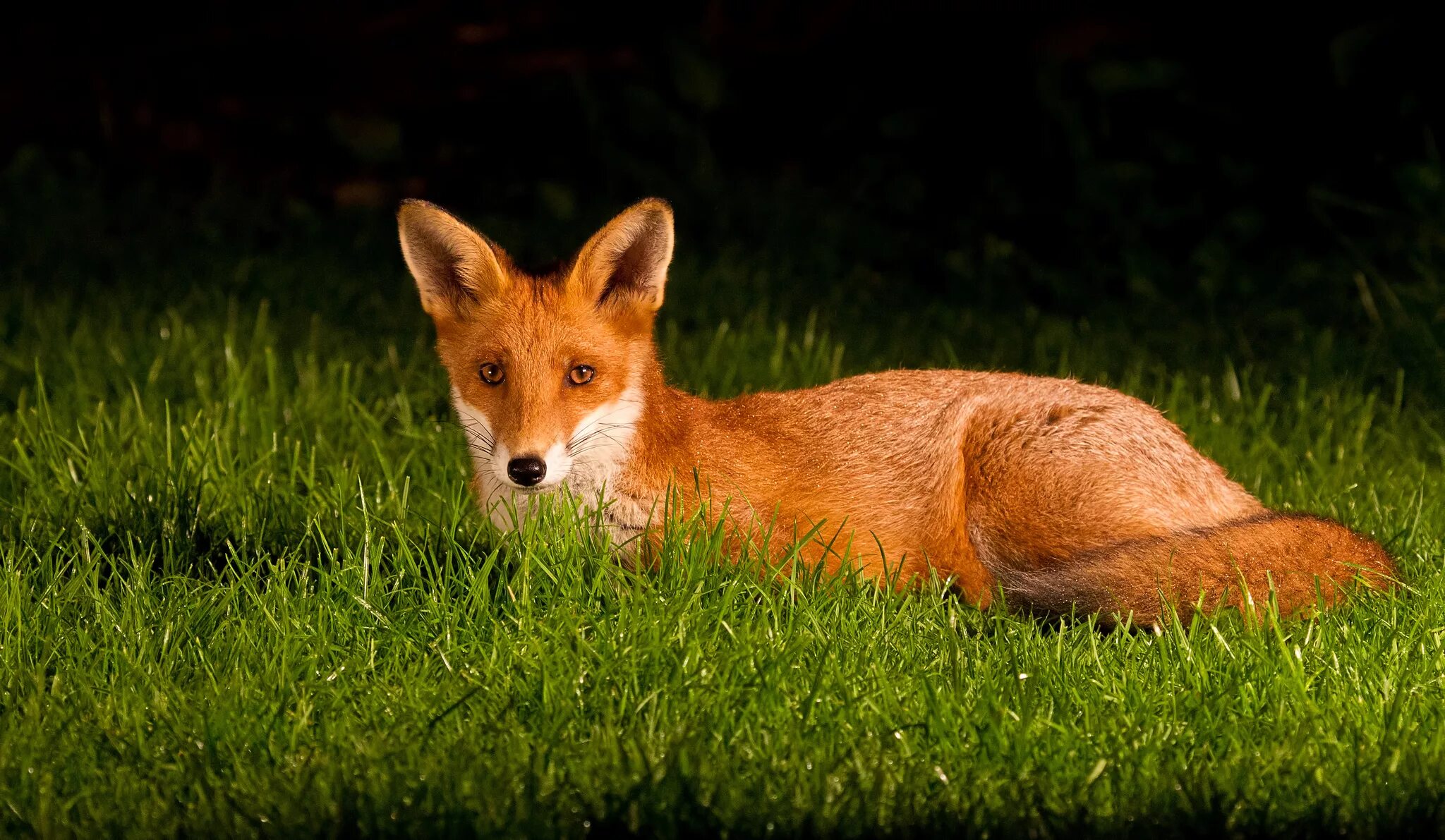 Fox ears. Лиса. Уши лисы. Хитрая лиса. Лиса с зелеными глазами.