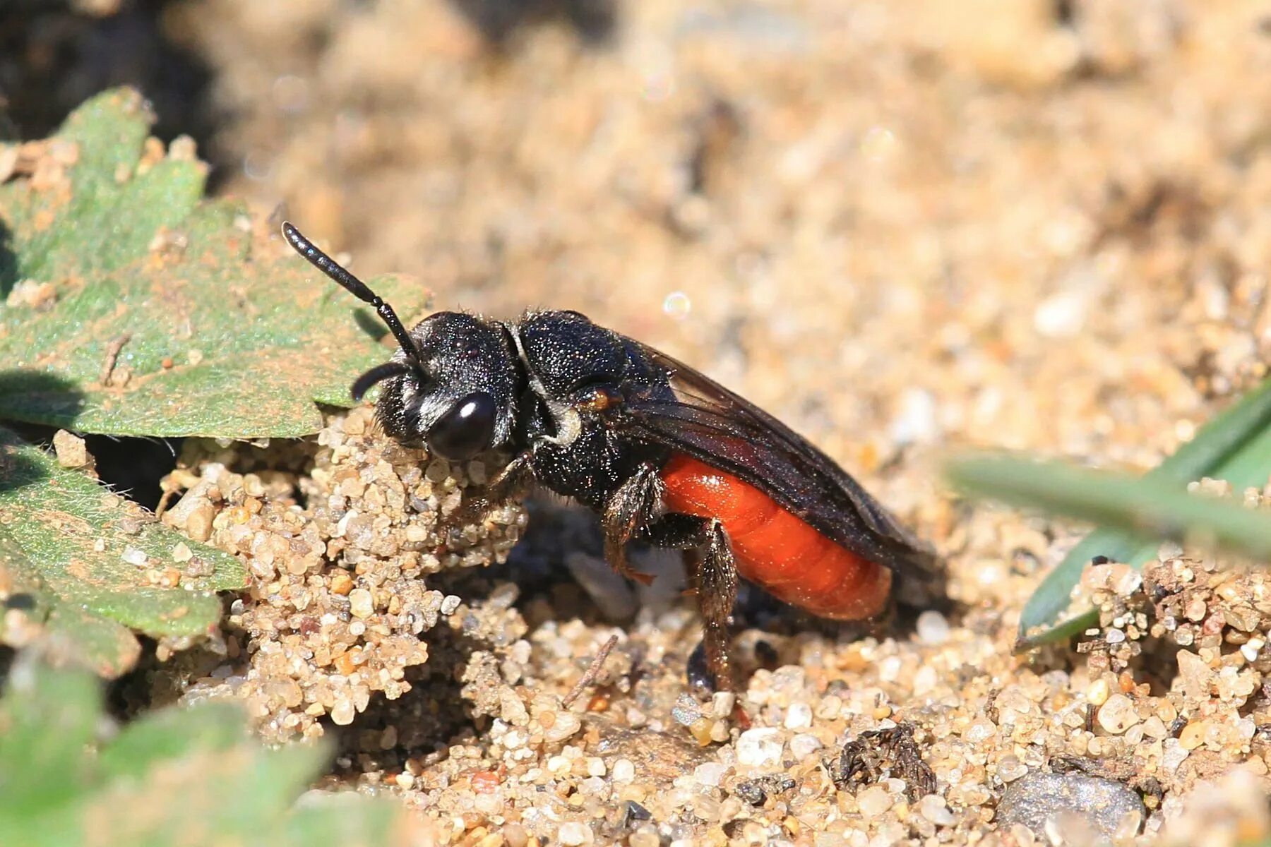 Земляная муха. Sphecodes albilabris. Осовидная пчела. Земляные пчелы и осы. Осовидная Муха.