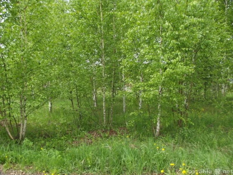 Заросли березки. Поле заросшее березками. Поле заросло березами. Участок заросший березами. Заросший березами участок в СНТ.