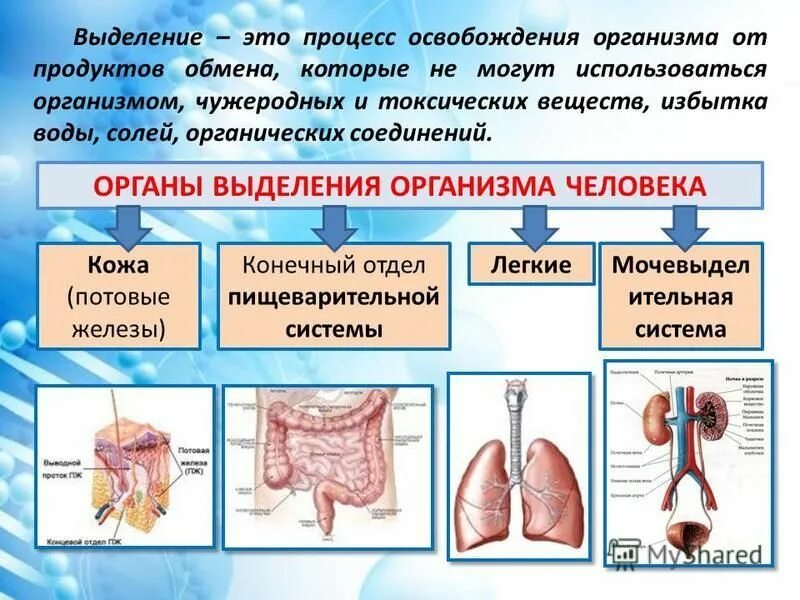 Система органов выделения. Выделительная система человека. Через легкие удаляются