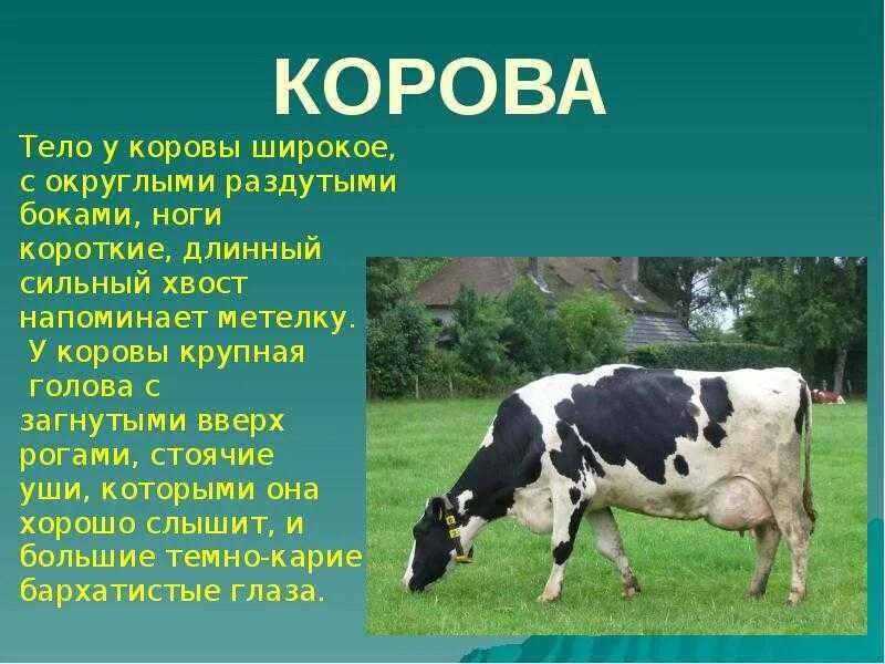 Емельянова расскажите детям о домашних животных. Корова описание. Корова домашнее животное описание. Корова внешний вид детям. Сообщение о корове.