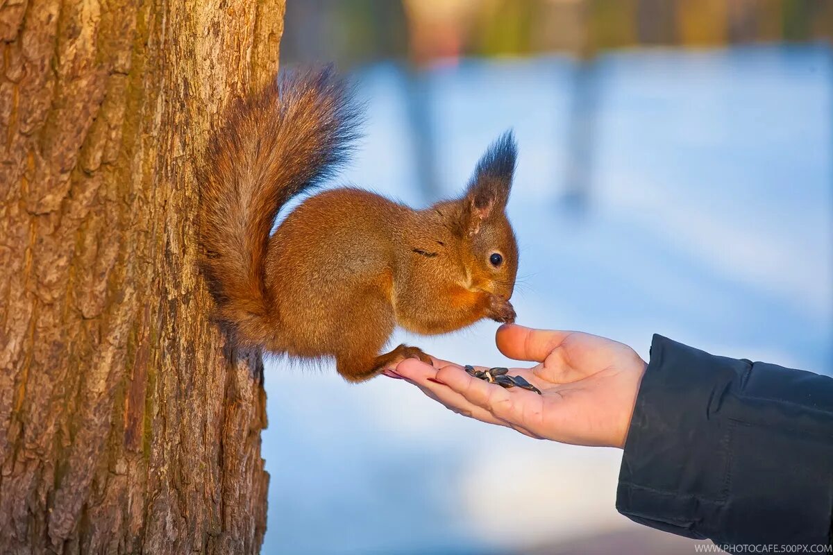 Маленькая белочка. Бельчонок. Маленькие бельчата. Белки в тимирязевском лесу. Живые белки.