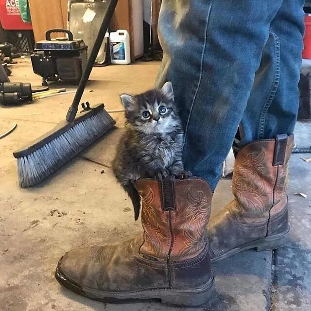 Обул кота в сапоги