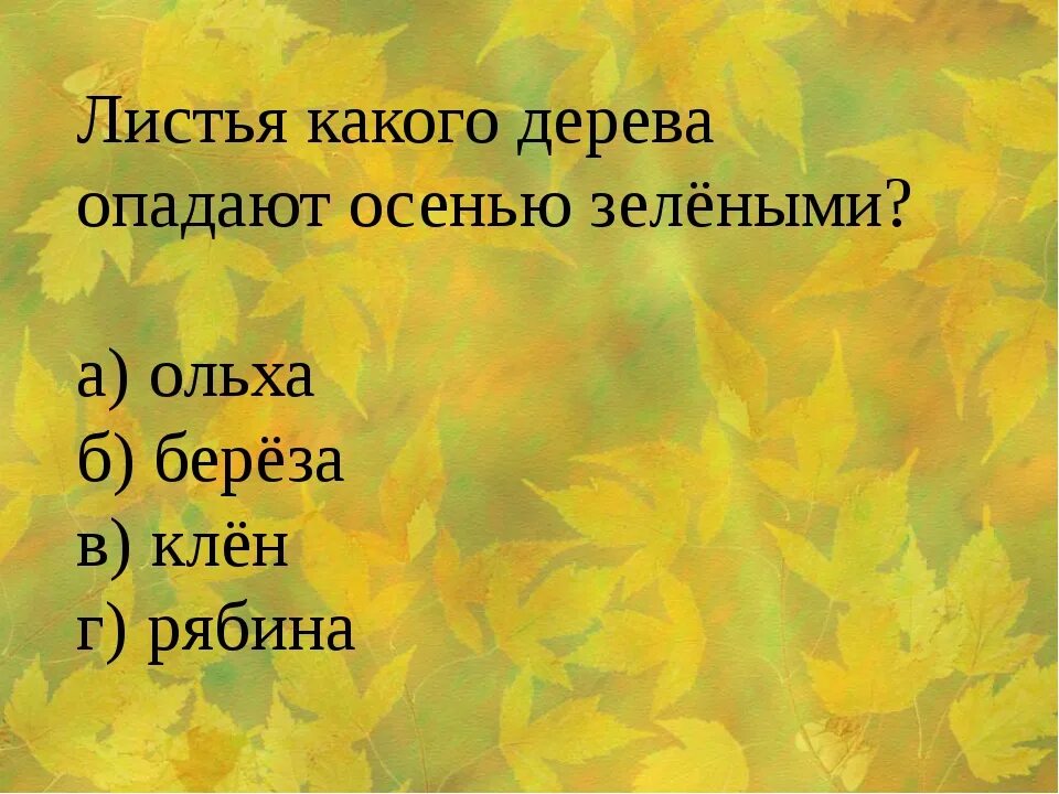 Какие деревья опадают. Листья жклтеюткакого дерева. какие листья желтеют осенью. у каких деревьев опадают листья. какие деревья опадают осенью.