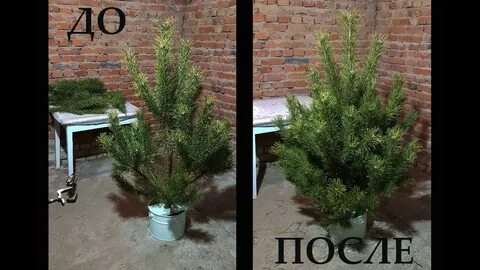Что надо сделать чтобы елка долго стояла