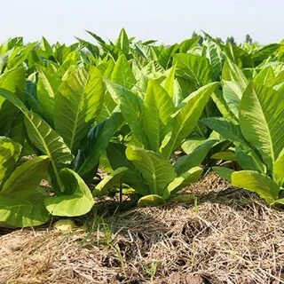 Tobacco gold
