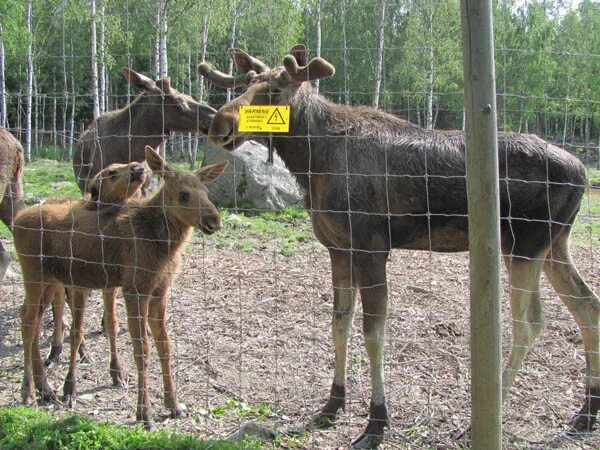 Ферма лосей. Сумароковская лосиная ферма в Костромской области. Ферма лосей в Костроме. Лосиная ферма лосята. Сумароковская лосиная ферма в Костромской области на карте.