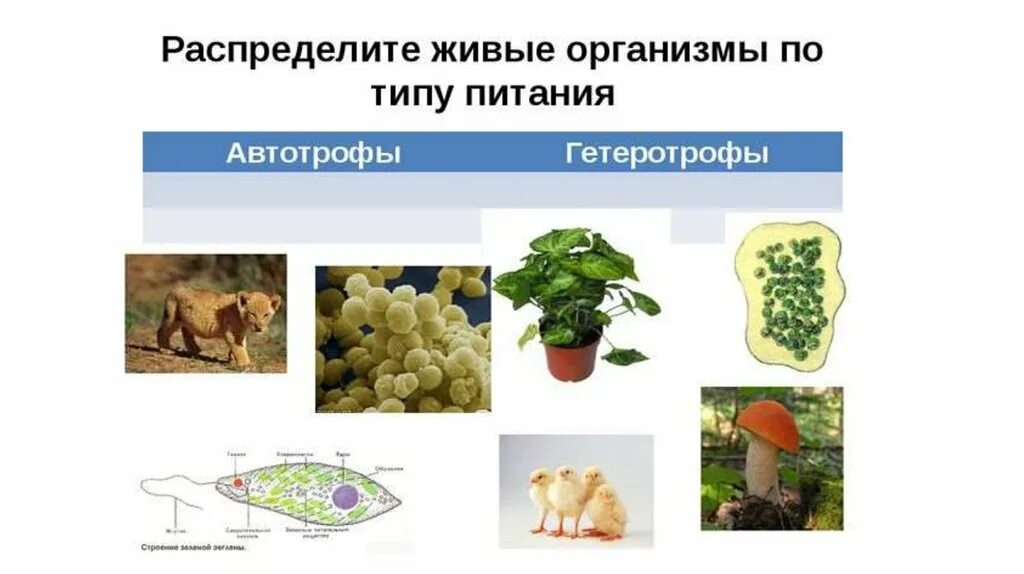 Живые организмы определяют состав. Живые организмы. Питание живых организмов. Разновидности организмов. Типы клеточного питания.