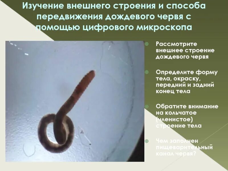 Строение дождевого червя. Передний конец тела дождевого червя. Форма тела дождевого червя. Изучение внешнего строения дождевого червя.