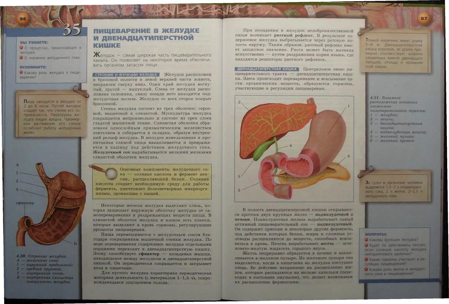 Желудок 8 класс биология. Пищеварение в желудке 8 класс биология. Пищеварительный сок печени.