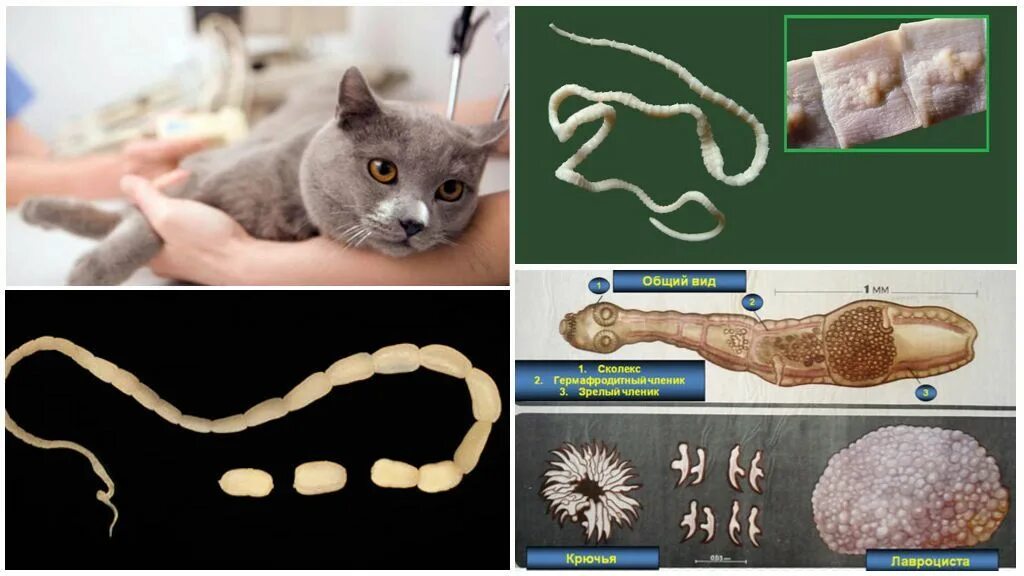 Ленточный червь у кошки. Цестоды ленточные гельминты у кошек. Ленточные глисты у кошки цестоды. Ленточные и круглые черви у кошек. Ленточные черви (цестоды) у кота.