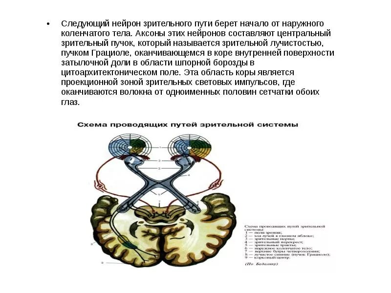 Зрительные нервы передают зрительную информацию